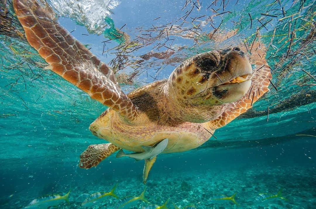 National Geographic Creativeさんのインスタグラム写真 - (National Geographic CreativeInstagram)「Photo by @brianskerry | A close-up of a loggerhead turtle swimming underwater near the Hol Chan Marine Reserve, Belize. #Turtle #Underwater #Belize」1月29日 1時22分 - natgeointhefield