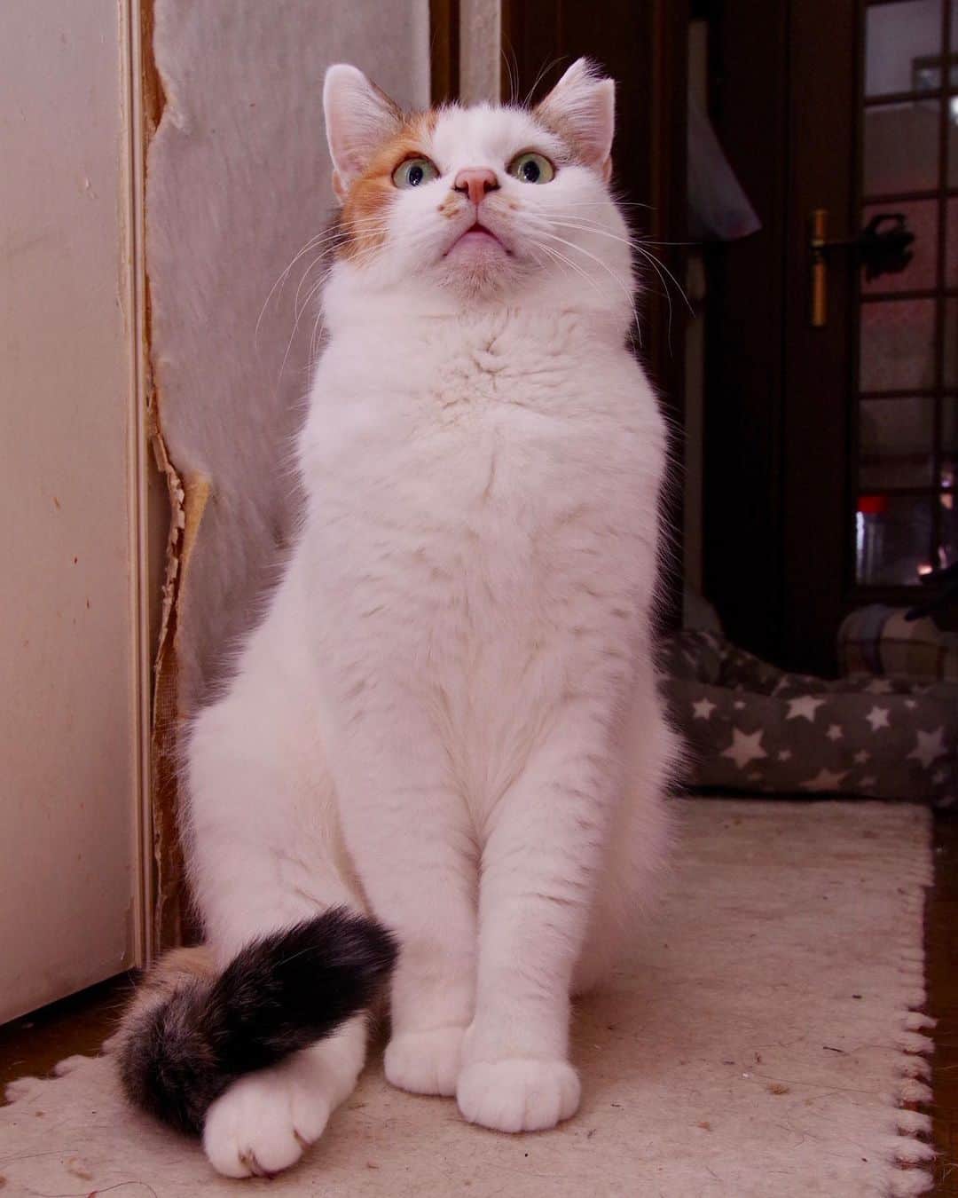 Kachimo Yoshimatsuさんのインスタグラム写真 - (Kachimo YoshimatsuInstagram)「最近背後霊的に写って来たけど今日は完全主役！ #うちの猫ら ＃猫 #ねこ #cat #mikeko #ネコ #catstagram #ネコ部 http://kachimo.exblog.jp」1月29日 1時14分 - kachimo