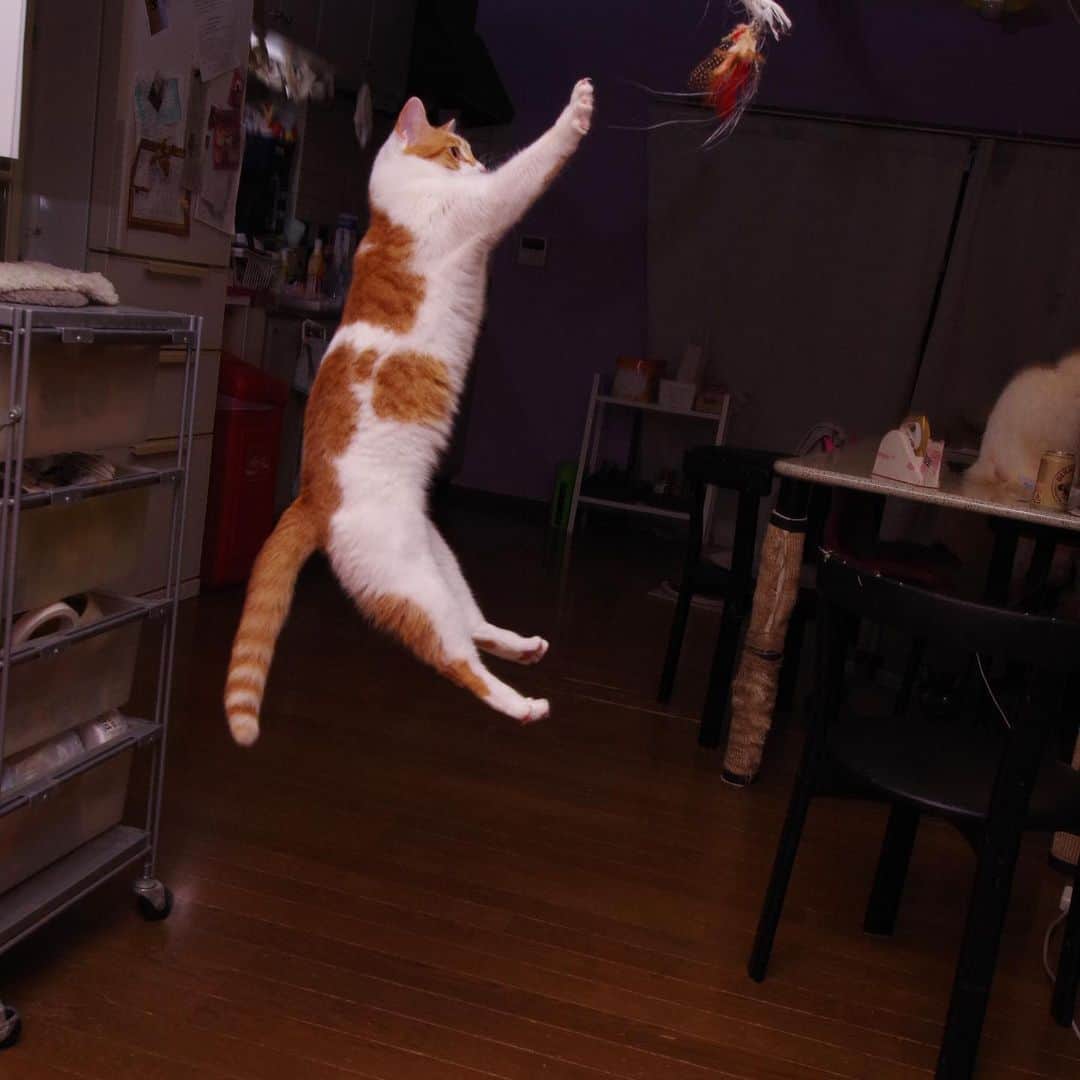 Kachimo Yoshimatsuさんのインスタグラム写真 - (Kachimo YoshimatsuInstagram)「大ジャンプ〜！ #うちの猫ら ＃猫 #ねこ #oinari #cat #ネコ #catstagram #ネコ部 http://kachimo.exblog.jp」1月29日 1時23分 - kachimo