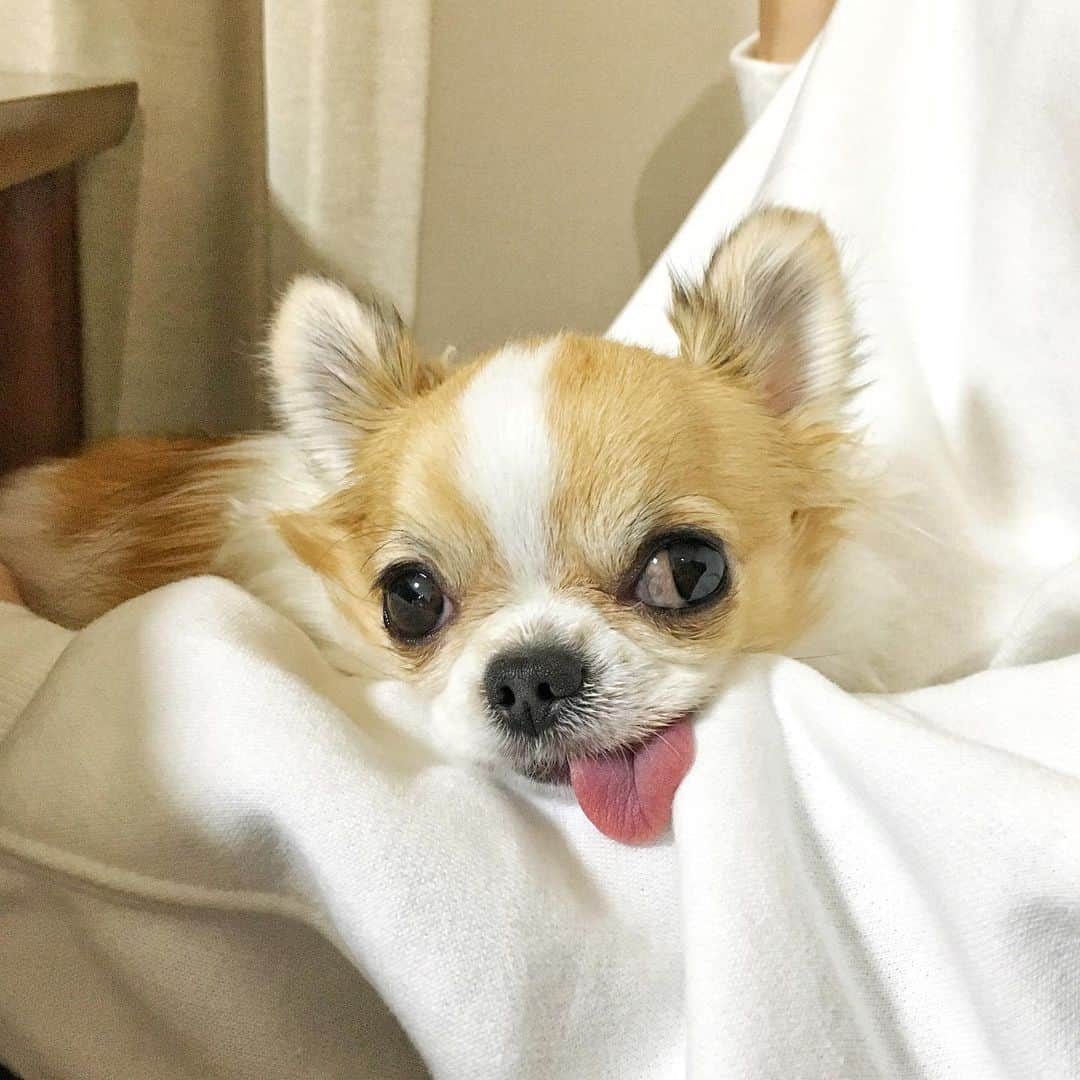 ちまさんのインスタグラム写真 - (ちまInstagram)「Chima always gets on my lap🐶👩🏻💕 ・ わたしが抱っこしてあげると へへーん！羨ましいでしょ🐶？！ とばかりにドヤ顔でパパのこと見るらしい😂 ・ #chima #ちま #チワワ #chihuahua #ชิวาวา #ふわもこ部 #PECOいぬ部 #sniffandbarkens #WeeklyFluff #cutepetclub #doggy_lovings #ドヤ顔 #yamper #イヌヌワン #ワンパチ」1月29日 1時27分 - chima.chihuahua