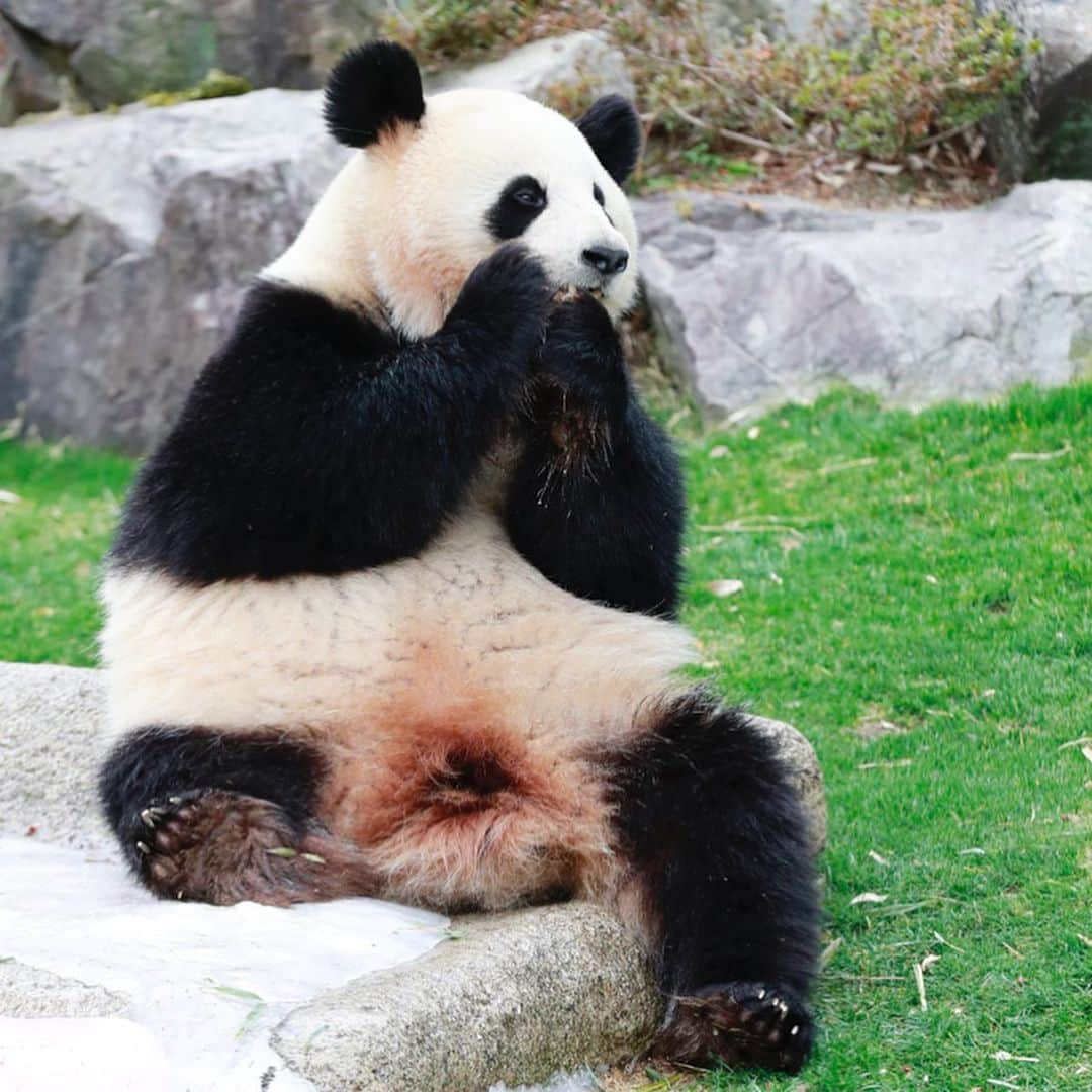 パンダ（白浜）さんのインスタグラム写真 - (パンダ（白浜）Instagram)「#桜浜　🌸　bites bamboo🦷✨ 🐼😊🐼 #ADVENTUREWORLDPANDAS #baby #HELLOLITTLE #pandamental #hellopanda #ハローリトル #ハローパンダ #パンダグラビア and #panda #pandababy 🐼🐼🐼」1月29日 1時59分 - hellopanda_book