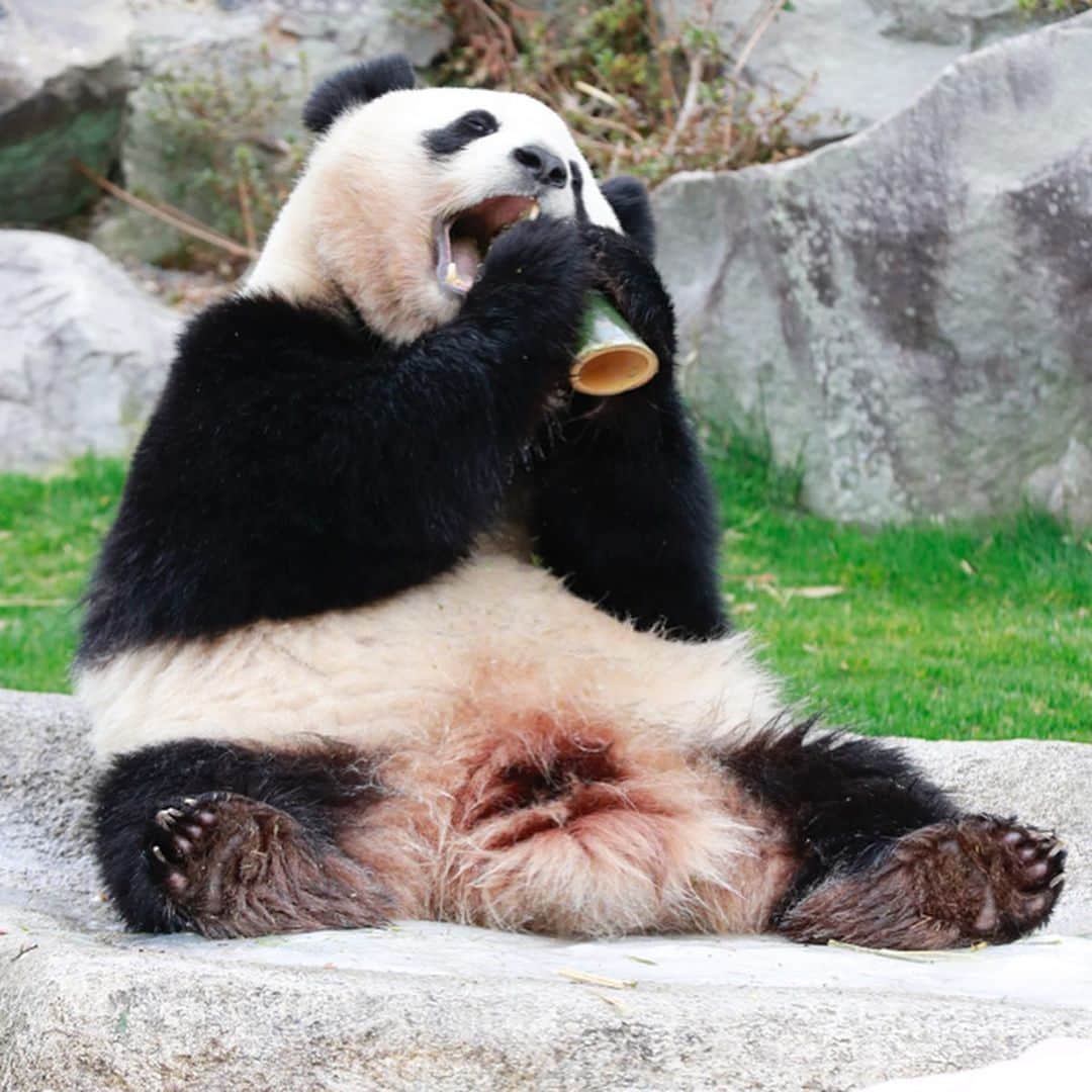 パンダ（白浜）のインスタグラム