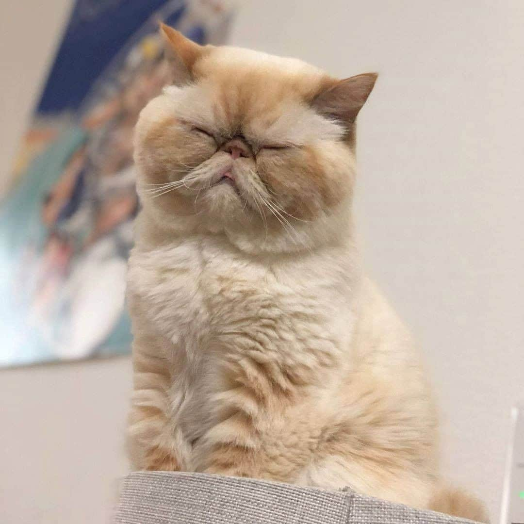 PECOねこ部さんのインスタグラム写真 - (PECOねこ部Instagram)「. 「えっへん😼✨」 #予防注射を #頑張って受けてきた #マンボ君🐈 #鳴くこともなく #すんなりと終わらせて #偉いね😆👏 #頑張った子は #オヤツをあげるね😊 #regram：@mambo926  素敵な写真を投稿してくださったのは… @mambo926 さん 他にも素敵なお写真がたくさんあるので、ぜひ遊びに行ってみてください！  #ペコねこ部 をつけて投稿すると… PECOで楽しくご紹介させていただきます💉  #ねこ #猫 #ネコ #ねこ部 #にゃんこ #かわいい #cat #cats #catsofinstagram #cats_of_instagram #catstagram #kawaii #meow #catlover #エキゾチックショートヘア #予防注射 #頑張ったね #いい子 #exoticshorthair」1月29日 12時00分 - pecocats