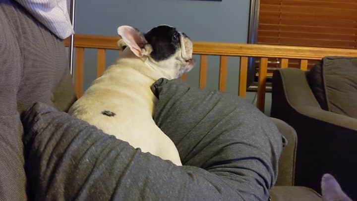 Manny The Frenchieのインスタグラム：「Bedtime protest! 😩 #5moreminutes」