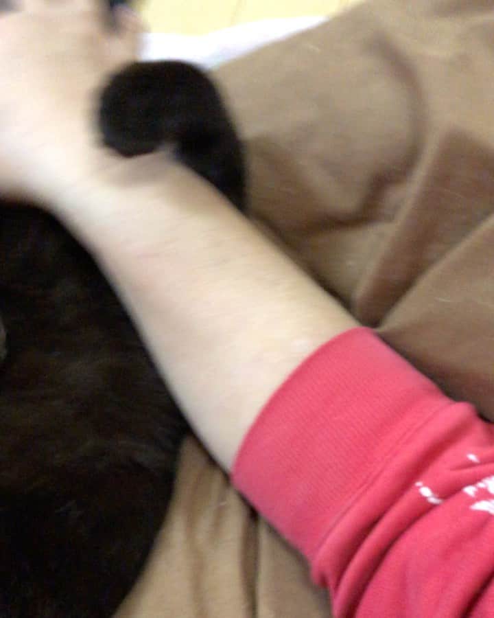 ホタテ＆クラム＆シラスのインスタグラム：「ホタテはパパラッチが嫌い　She hates Paparazzi :) #cat #neko #blackcat #猫 #ねこ #黒猫 #catstagram #instagram #instagramjapan #ig_japan #igersjp」