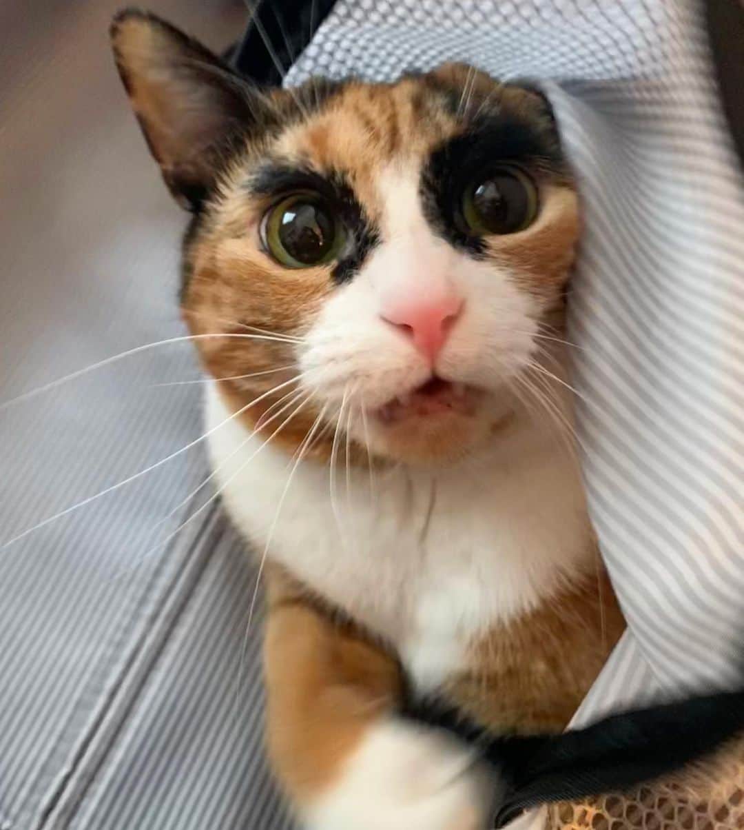 のインスタグラム：「You want me to get out of your suitcase so you can pack? No way」