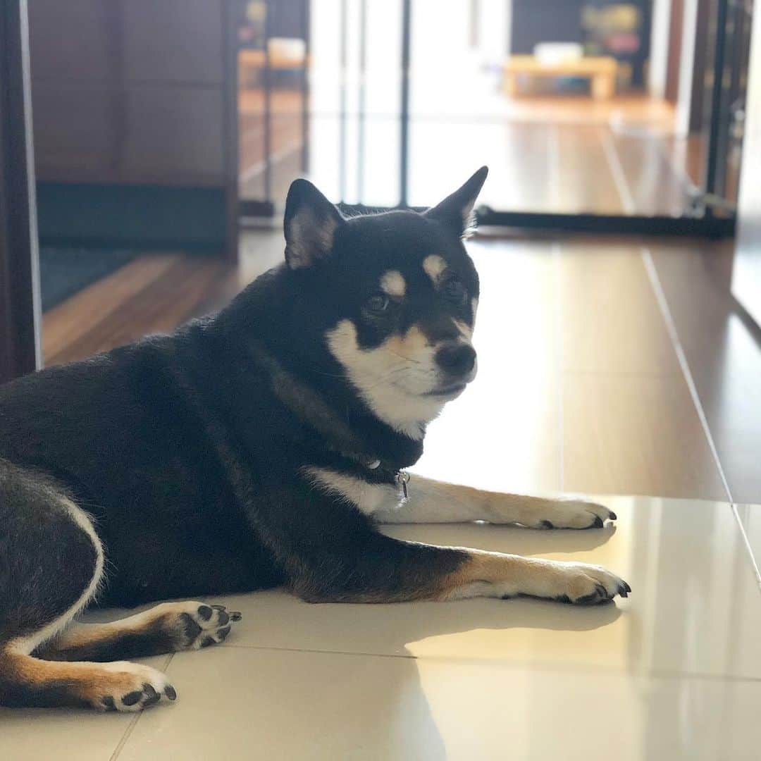 vo_coのインスタグラム：「🐾 今日は休みのつもりだったのに結局出社… 雪遊び行きたかったね😢 埋め合わせするから…！と言いつつ、この暖冬でいつどこに行けばいいのか悩ましい…💦 * #shibastagram #instashiba #shiba #shibainu #黒柴 #柴犬」