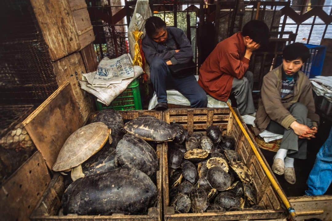 Michael Yamashitaさんのインスタグラム写真 - (Michael YamashitaInstagram)「It appears the source of the new Coronavirus may have been a live animal and seafood market in Wuhan. 27 of the first confirmed cases had some exposure to the market. China has now banned the trade of live animals at food markets in the city. The market sold an array of wild animals enjoyed as culinary delicacies, such as civet cats, which were thought to also be part of the spread of SARS virus to people in 2003. Pictured here are a variety of live, wild animals at a market in Guangzhou.  #coronavirus #coronavirusoutbreak #wuhanchina #animalmarket #Guangzhou #turtles #rats #civet #raccoon」1月29日 4時30分 - yamashitaphoto