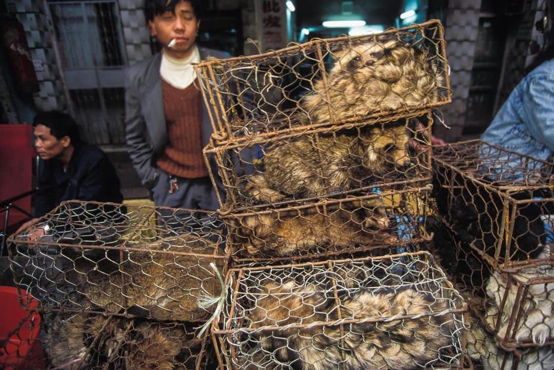 Michael Yamashitaさんのインスタグラム写真 - (Michael YamashitaInstagram)「It appears the source of the new Coronavirus may have been a live animal and seafood market in Wuhan. 27 of the first confirmed cases had some exposure to the market. China has now banned the trade of live animals at food markets in the city. The market sold an array of wild animals enjoyed as culinary delicacies, such as civet cats, which were thought to also be part of the spread of SARS virus to people in 2003. Pictured here are a variety of live, wild animals at a market in Guangzhou.  #coronavirus #coronavirusoutbreak #wuhanchina #animalmarket #Guangzhou #turtles #rats #civet #raccoon」1月29日 4時30分 - yamashitaphoto