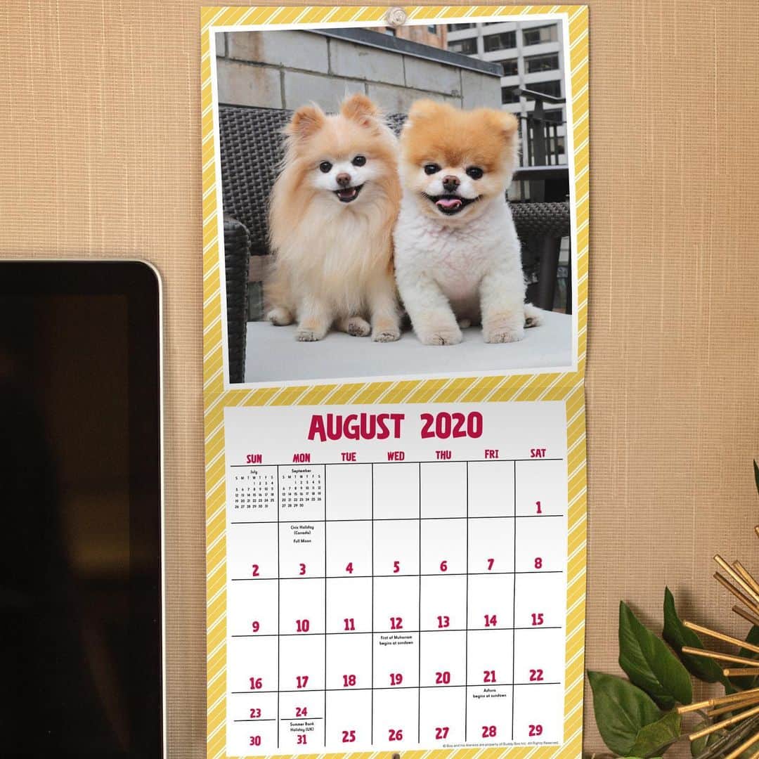 Buddy Boo Blueさんのインスタグラム写真 - (Buddy Boo BlueInstagram)「For those that have been asking about calendars (and those that didn’t even know you needed one until now!), you can head over to @mead.calendars website for a 2020 Boo calendar (just search for “boo” once you get there)! Lots of your favorite photos of Boo & Buddy as well as appearances by the rest of the gang ❤️ #meadcalendars」1月29日 4時59分 - buddyboowaggytails