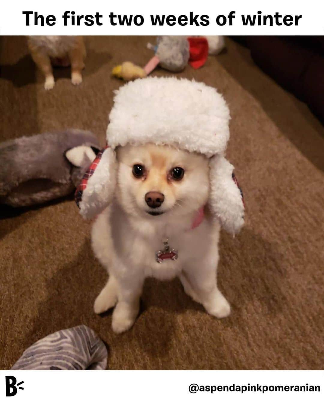 BarkBoxさんのインスタグラム写真 - (BarkBoxInstagram)「If I wake up in March and it's sub 30 degrees? I'm out of here. ⁠⠀ ⁠⠀ ⁠⠀ @aspendapinkpomeranian」1月29日 5時26分 - barkbox