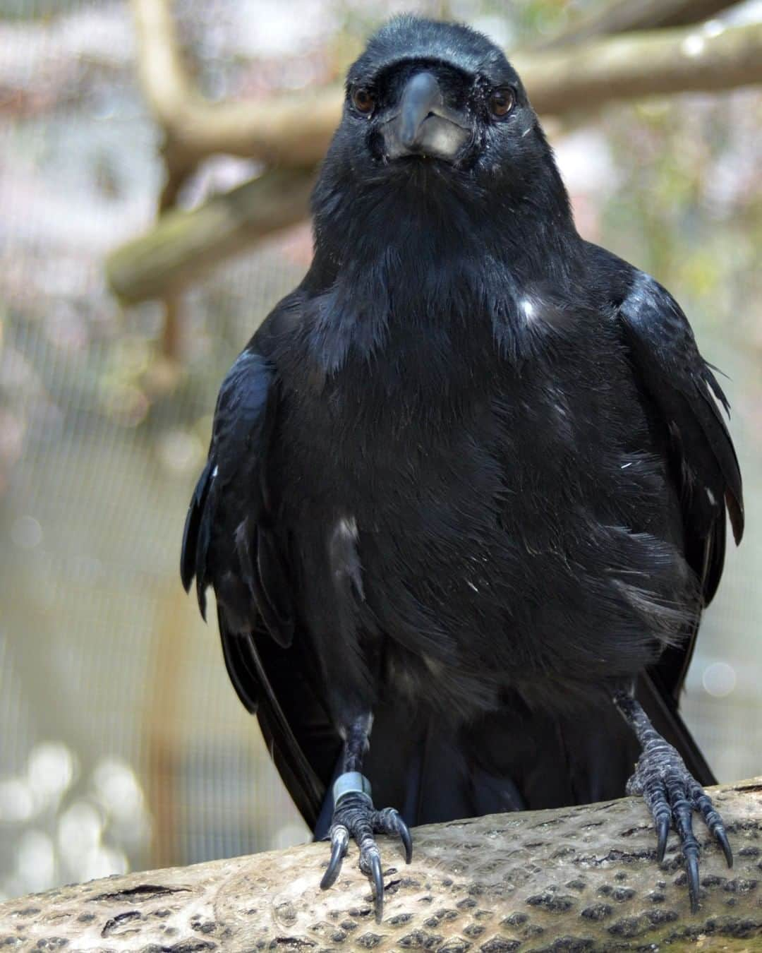 スミソニアン国立動物園さんのインスタグラム写真 - (スミソニアン国立動物園Instagram)「We are sad to share that Clint, our elderly Mariana crow at the Smithsonian Conservation Biology Institute has died. He was 25 years old and he was the only Mariana crow living outside of Rota Island, the only place the birds are found in the wild.  The Mariana crow is a critically endangered species endemic to Guam and Rota and is the only member of the corvid family in Micronesia. Invasive brown tree snakes, accidentally introduced to Guam during the 1950s, have hunted Mariana crows and many other birds, bats and reptiles on Guam to extinction. The last remaining 150 Mariana crows now live only on Rota, which is free of brown tree snakes. The Guam Division of Aquatic and Wildlife Resources (DAWR) works with partners around the world, including SCBI, to repopulate Mariana crows.  Clint moved to SCBI, in 1995 as part of a recovery effort to save the species from extinction. In 1997 all Mariana crows living on the mainland U.S. were moved to Guam due to the threat from West Nile Virus. Corvids, which are birds that include crows and ravens, are extremely susceptible to West Nile Virus. Due to strict biosecurity precautions and requirements, Clint could not return to the Mariana Islands.  After Clint’s companion, Russell, died in 2010, Clint began seeking out more interaction with his keepers and other staff. As a result, he imprinted on humans. Clint enjoyed multiple visits every day from staff, interns, volunteers and students who stopped by his outdoor enclosure. He was well known at SCBI for his playfulness, and would often bring sticks, leaves, or his favorite enrichment toys to the mesh of his enclosure for visitors to see.  The Smithsonian Conservation Biology Institute specializes in species management, propagation, research and reintroduction of birds native to Guam and the Northern Mariana Islands. #WeSaveSpecies #MarianaCrow #Guam #Ornithology」1月29日 6時12分 - smithsonianzoo