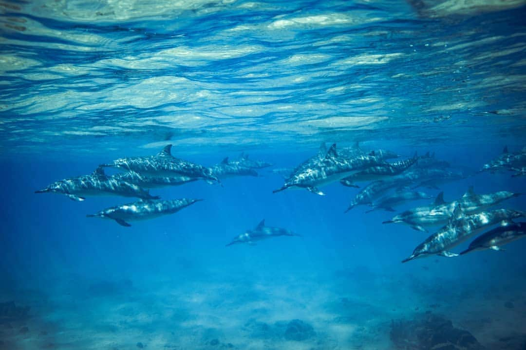 And Youさんのインスタグラム写真 - (And YouInstagram)「Flight to Hawaii: $1,000 ​Hotel Room: $250 ​Swimming with Dolphins.... Priceless. ​. ​. ​. ​. ​. ​. ​. ​. ​. ​. ​. ​. ​. ​. ​#jokes #swim #underthesea #oahutours #canon #alohaoutdoors #wildlifetour」1月29日 6時48分 - dolphinsandyou