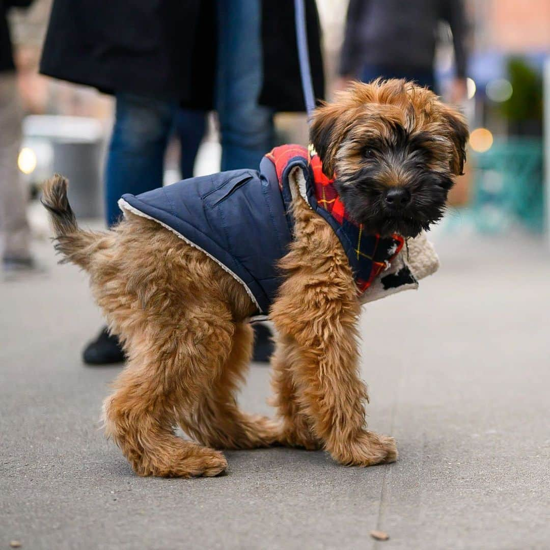 The Dogistさんのインスタグラム写真 - (The DogistInstagram)「Oliver, Wheaten Terrier (12 w/o), Hudson & Charles St., New York, NY • “He’s gained two pounds in two weeks and is now 11.2 pounds. He’s sleeping great, working on potty training, and digs the dirt out from the house plants.” @westvillagewheaten_oliver」1月29日 7時16分 - thedogist