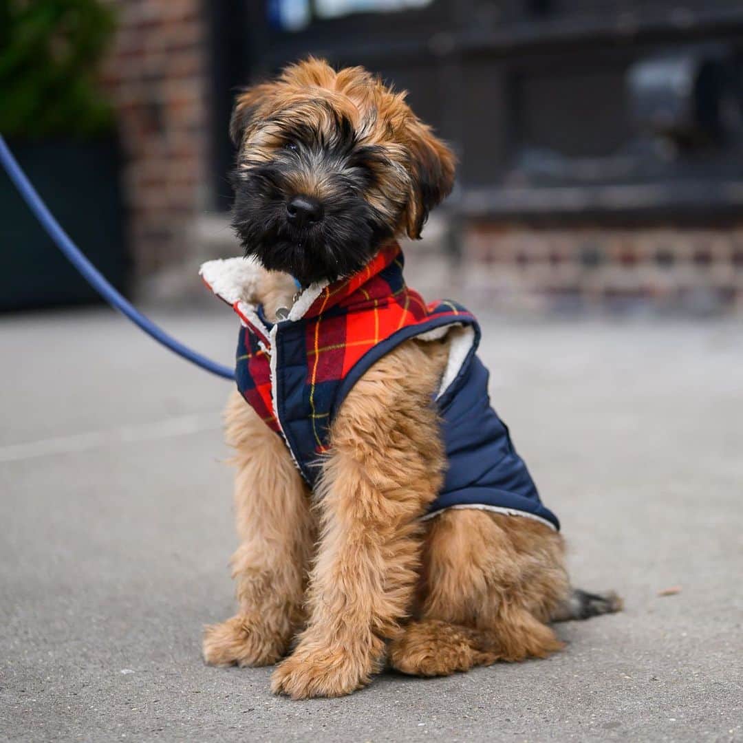 The Dogistさんのインスタグラム写真 - (The DogistInstagram)「Oliver, Wheaten Terrier (12 w/o), Hudson & Charles St., New York, NY • “He’s gained two pounds in two weeks and is now 11.2 pounds. He’s sleeping great, working on potty training, and digs the dirt out from the house plants.” @westvillagewheaten_oliver」1月29日 7時16分 - thedogist