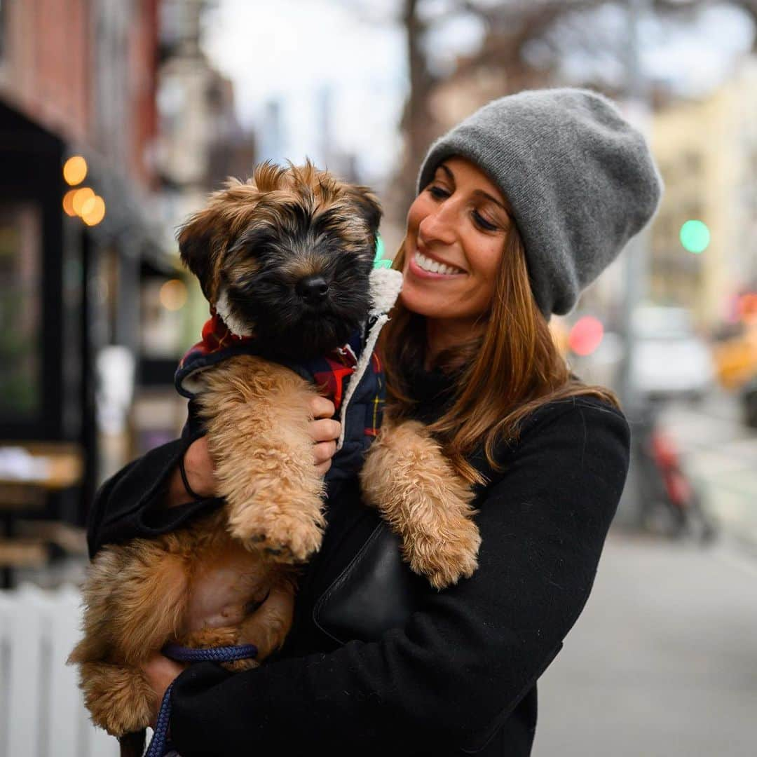 The Dogistさんのインスタグラム写真 - (The DogistInstagram)「Oliver, Wheaten Terrier (12 w/o), Hudson & Charles St., New York, NY • “He’s gained two pounds in two weeks and is now 11.2 pounds. He’s sleeping great, working on potty training, and digs the dirt out from the house plants.” @westvillagewheaten_oliver」1月29日 7時16分 - thedogist