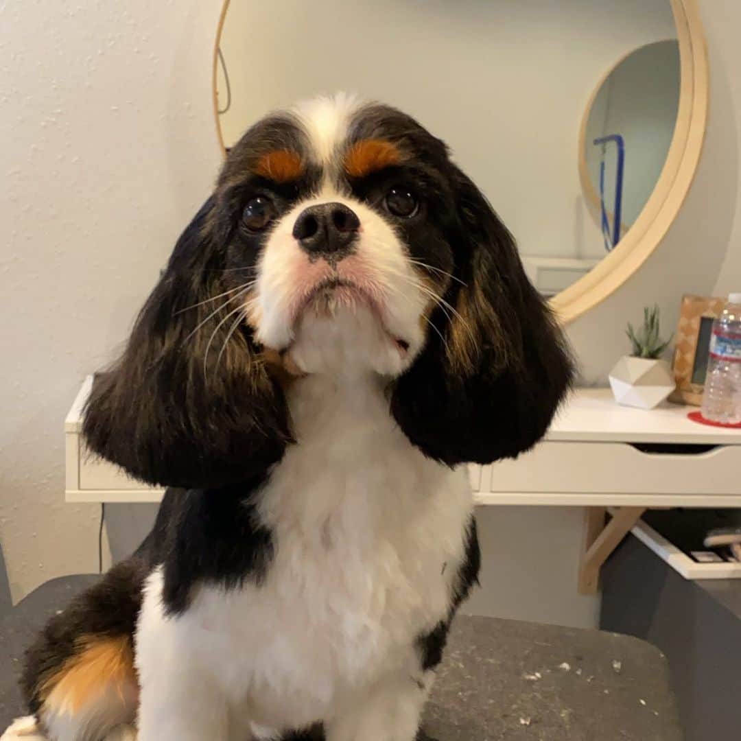 Dogs by Ginaのインスタグラム：「Jammies @jammies_the_dog」