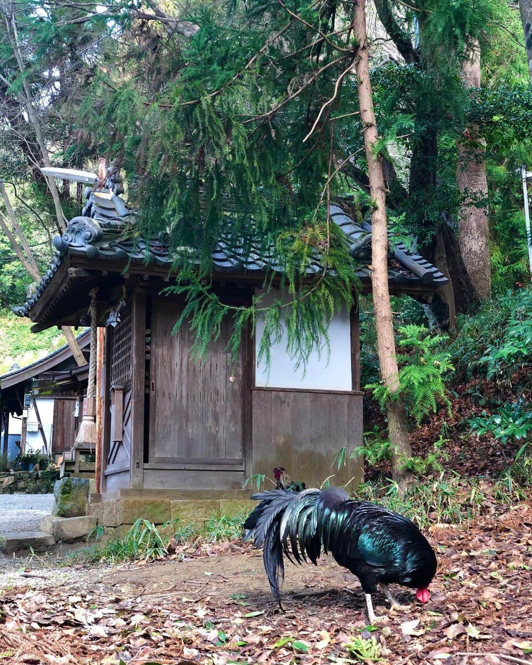 hama_aki_pppさんのインスタグラム写真 - (hama_aki_pppInstagram)「大阪府八尾市#玉祖神社 (スライドして下さい)  Location Osaka Japan(Swipe)  写っている鶏は御神鳥の長鳴鶏です🐓最後に長鳴動画入れました。有難い長鳴き聞いて下さいね。  2020年1月撮影  #日本の絶景　 #美しい日本　 #絶景delic  #神社仏閣　 #寺院仏閣　 #じゃらん花畑　 #にこta  #タビジェニ　 #日本ツアーズ  #look_japan  #total_asia  #beautiful_kansai  #jalan_travel  #rakutentravel  #special_spot_  #earth_superior  #inspring_shot  #top_favorite_shots  #j_flower_shots  #japaneseshrine  #japanesegarden」1月29日 7時33分 - hama_aki_ppp