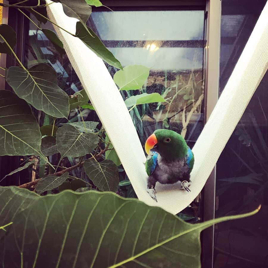 森泉さんのインスタグラム写真 - (森泉Instagram)「Mojito found a cozy spot 🌼 #オオハナインコ #eclectus」1月29日 9時47分 - izumi.mori