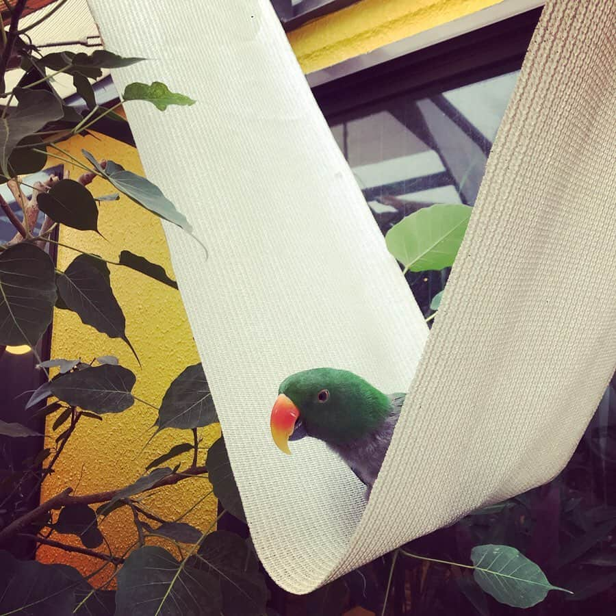 森泉さんのインスタグラム写真 - (森泉Instagram)「Mojito found a cozy spot 🌼 #オオハナインコ #eclectus」1月29日 9時47分 - izumi.mori