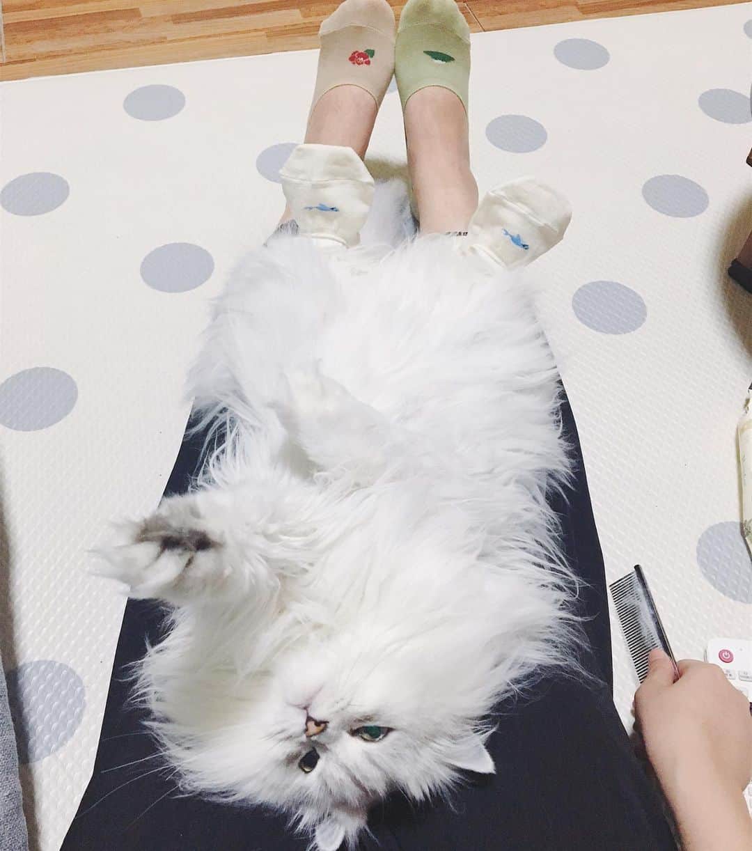 후추네큰언니のインスタグラム：「아 진짜 저 요즘 사진첩 정리한다구 옛날사진 쭉 보고 있어서 과거짤 지송😂 예전에 그린블리스 덧신 인증샷 올린다구 ㅋㅋㅋㅋㅋ 후추랑 같이 신은곸ㅋㅋㅋㅋㅋㅋ 후추 발 졸귀 😭ㅋㅋㅋㅋㅋㅋㅋㅋㅋㅋㅋㅋㅋㅋ . . . . .  #후추  #고양이  #냥스타그램 #캣스타그램  #Hoochu #Hoochuthecat #cat #cats #catstagram #catsofinstagram #topcatphoto #bestmeow #ilovecat #cute #fluffy #petstagram #instacats」
