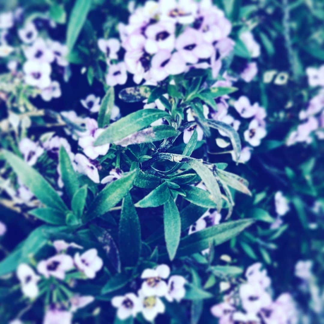 中野敬久さんのインスタグラム写真 - (中野敬久Instagram)「#flower #flowersoflife #purple #wednesday」1月29日 10時02分 - hirohisanakano