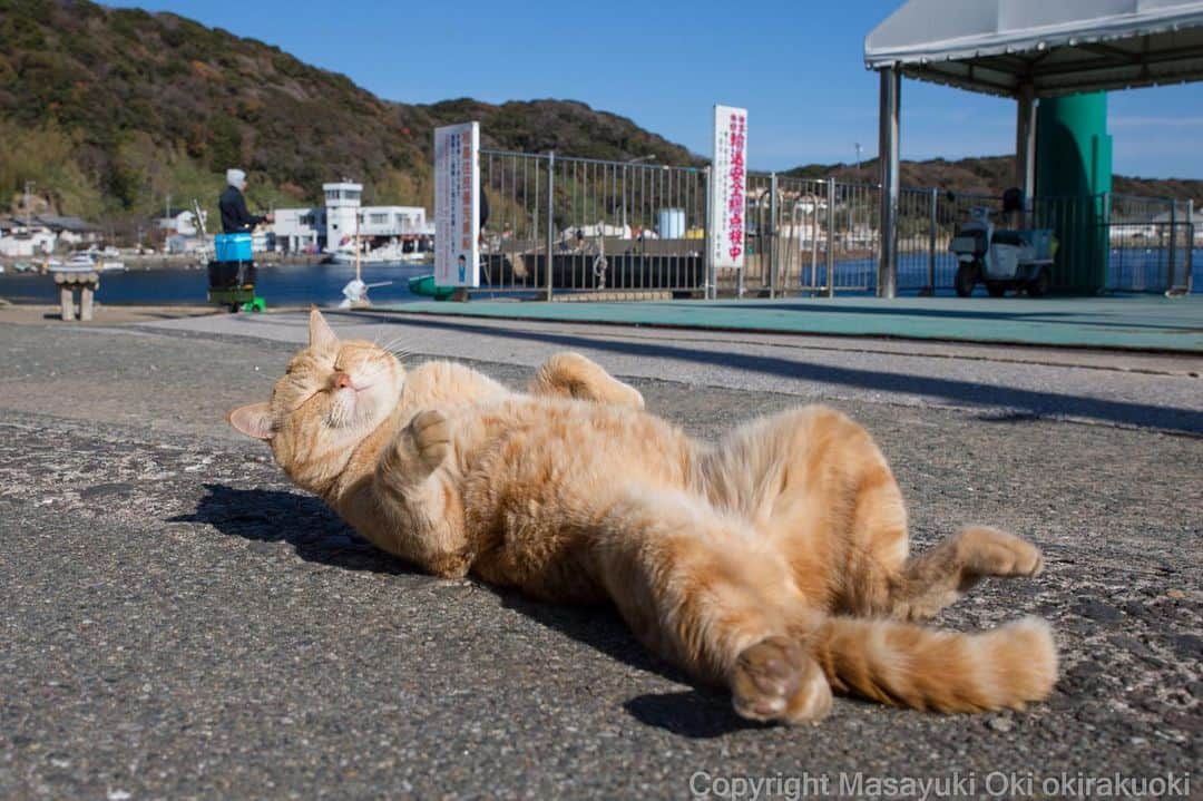 Masayukiさんのインスタグラム写真 - (MasayukiInstagram)「天日干し。  おはようございます。 Good morning from Tokyo Japan ☀️ #cat #ねこ #今週も写真展」1月29日 10時07分 - okirakuoki