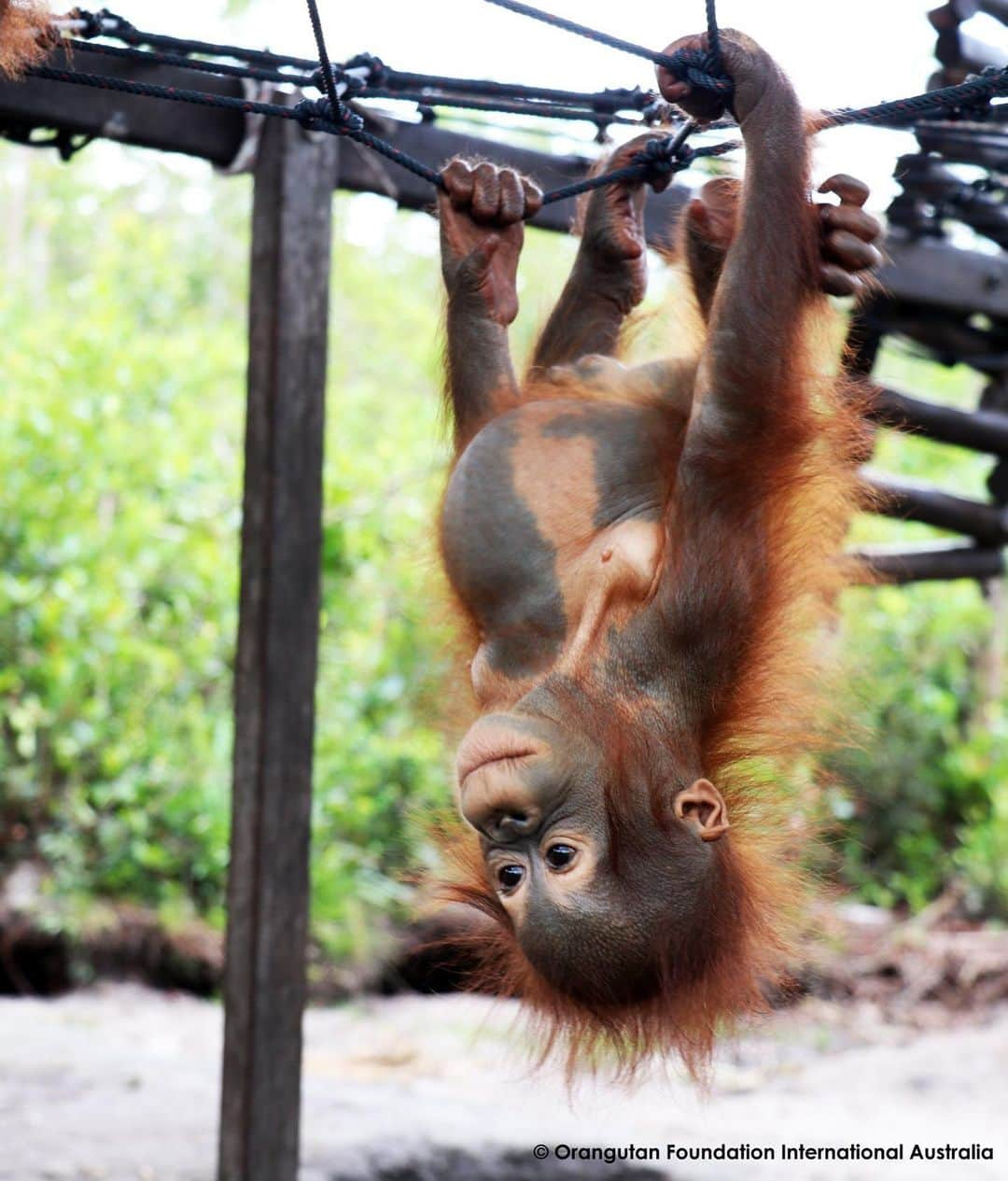 OFI Australiaさんのインスタグラム写真 - (OFI AustraliaInstagram)「One of the newest orphan arrivals at OFI's Care Centre, little Jezza is certainly gaining in confidence and loves nothing more than time in the infant playground. Could he get any cuter!? _____________________________________ 🐒 OFIA Founder: Kobe Steele 💌 kobe@ofiaustralia.com | OFIA Patron and Ambassador: @drbirute @orangutanfoundationintl |  www.orangutanfoundation.org.au 🐒  #orangutan #orphan #rescue #rehabilitate #release #BornToBeWild #Borneo #Indonesia #CampLeakey #orangutans #savetheorangutans #sayNOtopalmoil #palmoil #deforestation #destruction #rainforest #instagood #photooftheday #environment #nature #instanature #endangeredspecies #criticallyendangered #wildlife #orangutanfoundationintl #ofi #drbirute #ofi_australia #ofia #FosterAnOrangutan」1月29日 10時07分 - ofi_australia