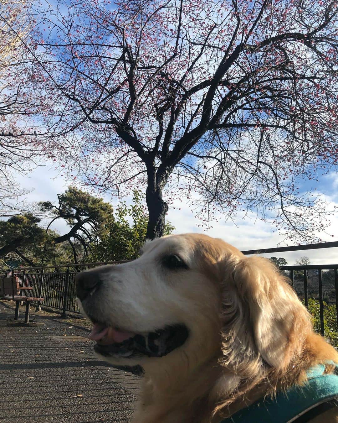 高橋ひとみさんのインスタグラム写真 - (高橋ひとみInstagram)「公園の梅も咲き始めました🐾 #ゴールデンレトリーバー　#goldenretriever」1月29日 10時10分 - hitomi_momoe