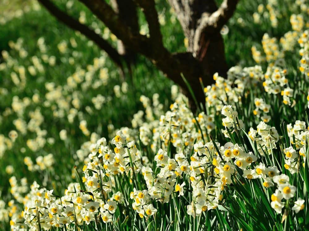 ざっくぅ 公式Instagramさんのインスタグラム写真 - (ざっくぅ 公式InstagramInstagram)「1月の花でもある水仙畑にやってきました！ あれ！？3匹のざっくぅが行方不明…。 見つけられるかな〜🔎少しむずかしいかも💦 ・ ざっくぅ公式サイトでも掲載中❗ 正解は2月4日に公式サイトで発表します♪ https://zaq.jp/post/kakurenbo2020-1 ・ #1月 #すいせん #スイセン #花 #花畑 #冬の花 #花好き #花の写真 #かくれんぼ #見つけてね #わかるかな #行方不明 #季節を楽しむ #むずかしい #クイズ #ざっくぅ #ざっくぅ大好き #ざっくぅ写真部 #jcom」1月29日 11時04分 - zaq_official