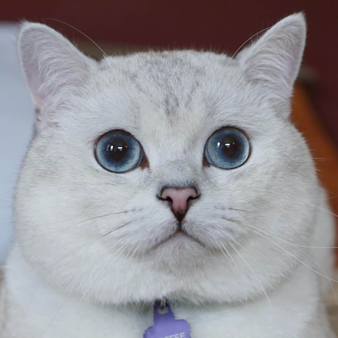 ミスター・ホワイトさんのインスタグラム写真 - (ミスター・ホワイトInstagram)「Boop my nose please xoxo 😘 #boop #meow」1月29日 11時23分 - white_coffee_cat