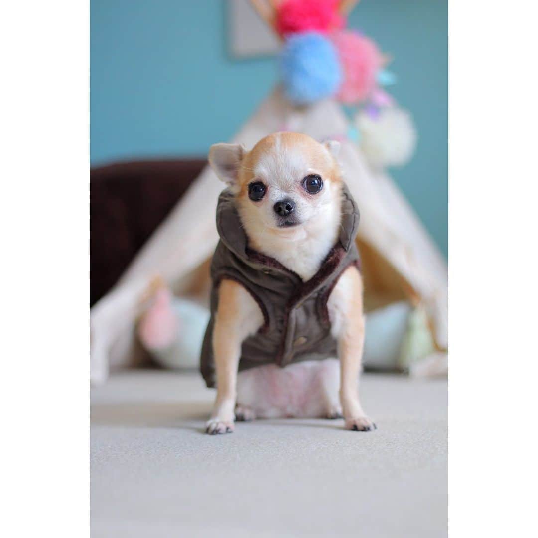 まち(Machi)のインスタグラム：「. @urbandogtokyo . DOGI CODI ニュアンスカラー シンプルエコダウンベスト カーキ Sサイズ . 今回初めてお話しを頂き、プレゼントして頂きました✨ . ダウンはSサイズ おもちゃん体重1.5kg 首回り約19cm 胸囲約29cmです。 ぴったりジャストサイズでした🐶 . そしてグミベア風おもちゃ🐻 こちらは一目惚れして自ら購入しましたよ😁 全色コンプリートしたかったけど、 sold outのためこちらの３色を⚪️🟢🟠 . 他にも可愛い商品たくさんあるので ぜひ見て欲しいです✨ サイトには @urbandogtokyo さんのプロフィールから飛べます🪂 . #chihuahua #chihuahuas #dog #instadog  #weeklyfluff #doglover #chihuahualove #ふわもこ部 #choco #azuki #omochi #チワワ #ちわわ #犬 #スムチー #ロンチー #ちわすたぐらむ #いぬすたぐらむ #ちわわ部 #urbandogtokyo #デイジーのリードとハーネス可愛いから見て #Sサイズ再入荷したら絶対買う」