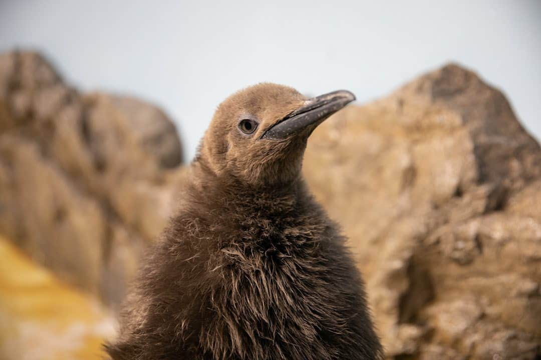 アクアパーク品川さんのインスタグラム写真 - (アクアパーク品川Instagram)「“キングペンギン”のヒナ、すくすく成長中🐧⁣﻿ ⁣﻿ ヒナは茶色い羽毛で覆われていて、⁣﻿ もこもこの姿がご覧いただけます❤️⁣﻿ ⁣﻿ 親ペンギンの後ろにくっついてヨチヨチ歩く姿が⁣﻿ とても愛らしいです☺️⁣﻿ ⁣﻿ ご来館の際にはぜひ会いにお越しください✨⁣﻿ ⁣﻿ アクアパークの詳細は、⁣﻿ プロフィール欄のURLをクリック☞ @aquapark_official ⁣﻿ ⁣﻿ #マクセルアクアパーク品川  #MaxellAquaParkShinagawa⁣﻿ #アクアパーク  #aquapark  #アクアパーク品川 ⁣﻿ #aquaparkshinagawa  #都市型水族館  #水族館⁣﻿ #TheEntertainmentAquarium ⁣﻿ ⁣﻿ #インスタ映え  #photogenic  #フォトジェニック ⁣﻿ #アクアリウム  #Aquarium⁣﻿ ⁣﻿ #キングペンギン #ペンギン #Penguin #ヒナ⁣﻿ #animal  #動物  #海の生き物」1月29日 11時58分 - aquapark_official