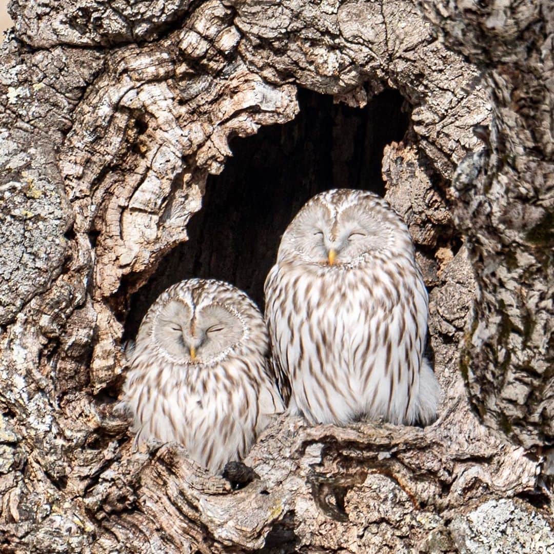 のインスタグラム：「*﻿ *﻿ ほっこり☺️﻿ *﻿ *﻿ 今年はいてくれた🦉﻿ 双眼鏡必須﻿ 2020.01.25﻿ *﻿ *﻿ α9﻿ FE 100-400mm F4.5-5.6 GM OSS﻿ + 1.4×Teleconverter﻿ *﻿ *﻿ #フクロウ﻿ #エゾフクロウ﻿ #北海道﻿ #sonyalpha﻿ #SonyImages﻿ #yourshotphotographer﻿ #sony﻿ #α9﻿ #fstopgear﻿ #BeAlpha﻿ #MyRRS ﻿ #reallyrightstuff﻿ ﻿」