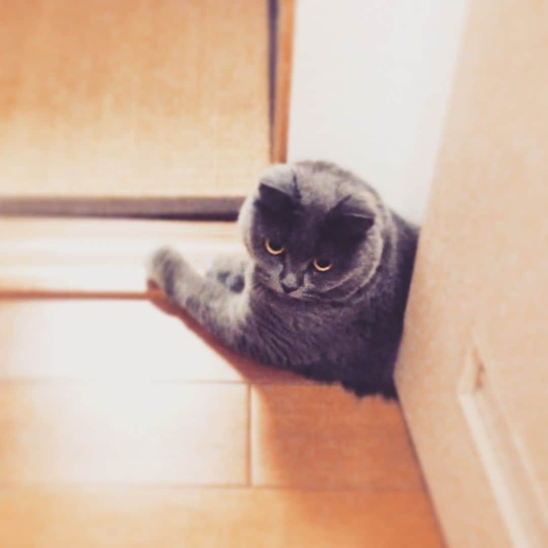 チキン南蛮カレーのルウ王子のグルメインスタ