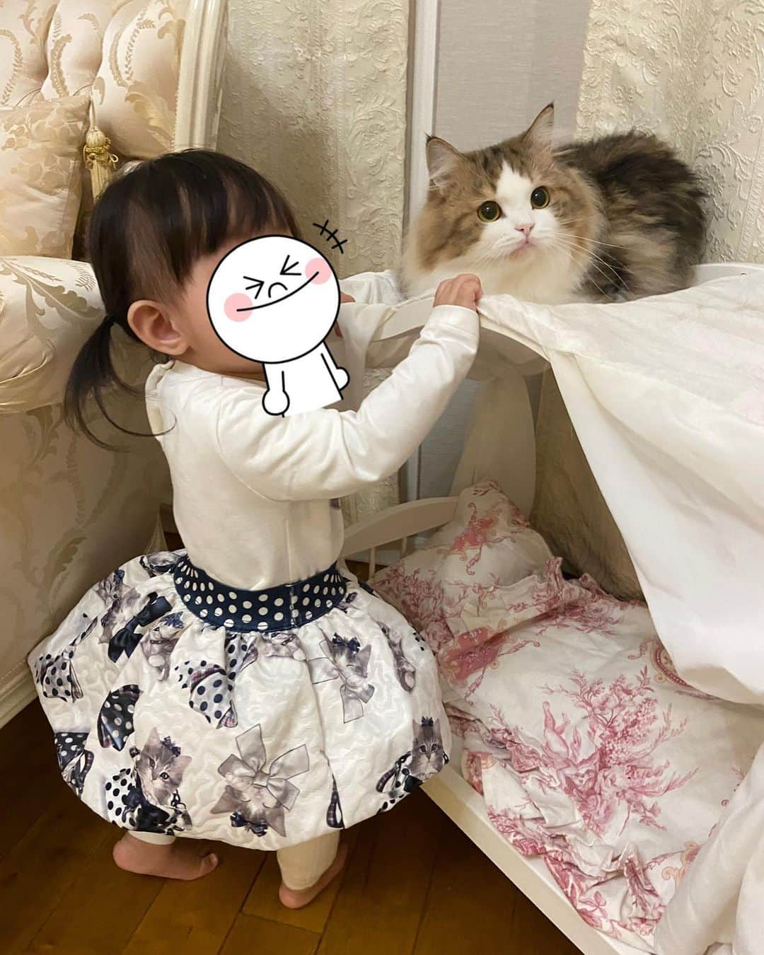 マンチカンのココ王子さんのインスタグラム写真 - (マンチカンのココ王子Instagram)「娘に毛を引っ張られることが殆どなくなったから ちょっとずつ娘への警戒心が薄れてきたモカちゃん✨ まだ逃げちゃうけどね😂  最後の表情😂  @monnalisa_official  #ミヌエット#ミヌエット長毛#cat#gato#gattino#猫#1歳2ヶ月#1歳2ヶ月女の子#monnalisa#モナリザ子供服#猫との暮らし」1月29日 21時37分 - cocolog_cat