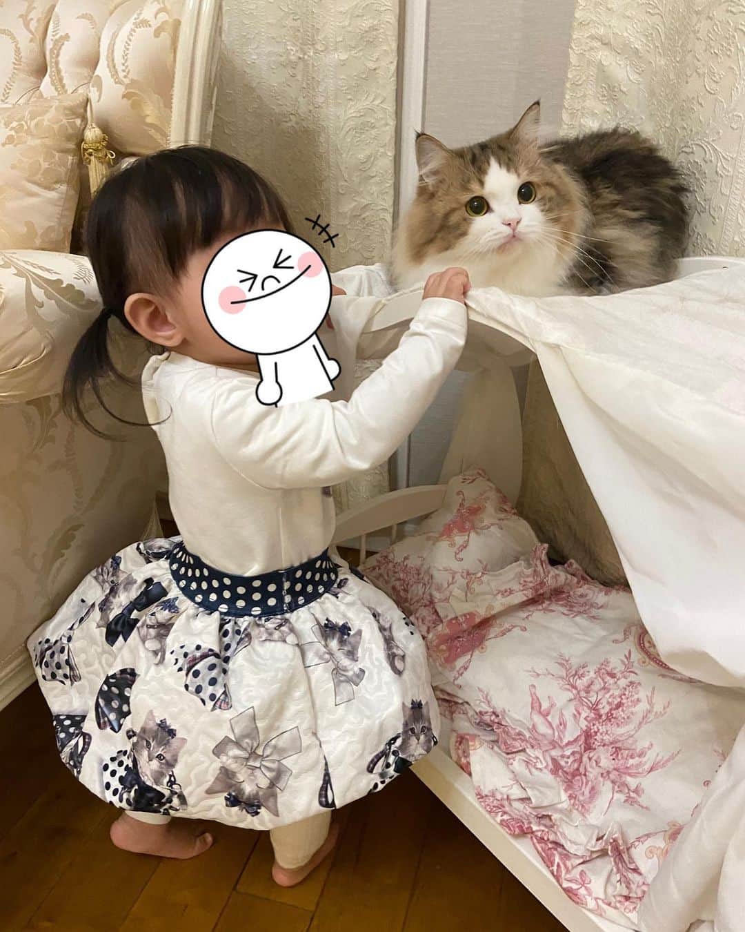 マンチカンのココ王子のインスタグラム：「娘に毛を引っ張られることが殆どなくなったから ちょっとずつ娘への警戒心が薄れてきたモカちゃん✨ まだ逃げちゃうけどね😂  最後の表情😂  @monnalisa_official  #ミヌエット#ミヌエット長毛#cat#gato#gattino#猫#1歳2ヶ月#1歳2ヶ月女の子#monnalisa#モナリザ子供服#猫との暮らし」