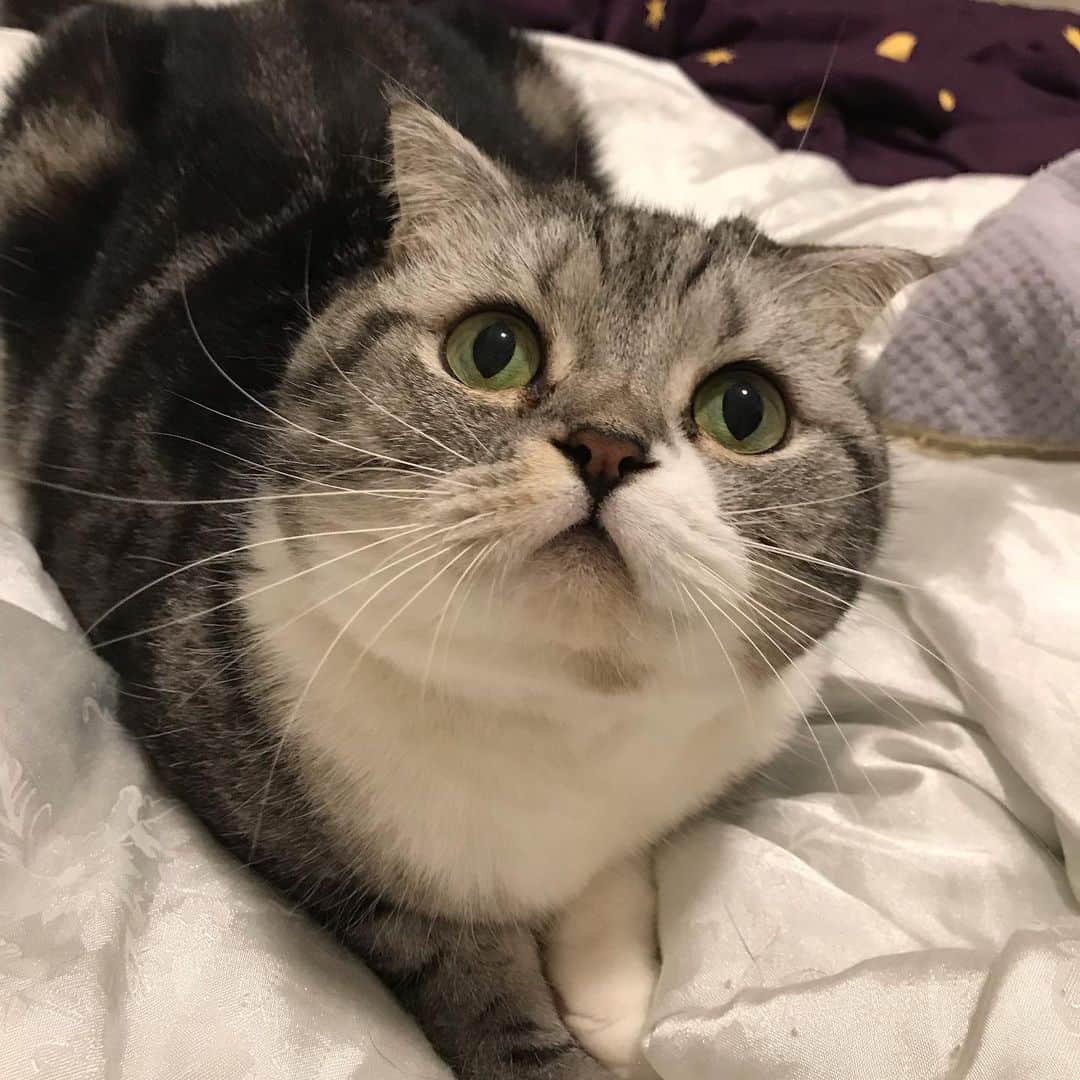 KATSUOのインスタグラム：「#cat #catstagram #catsofinstagram #instacat #cutecat #katsuo」