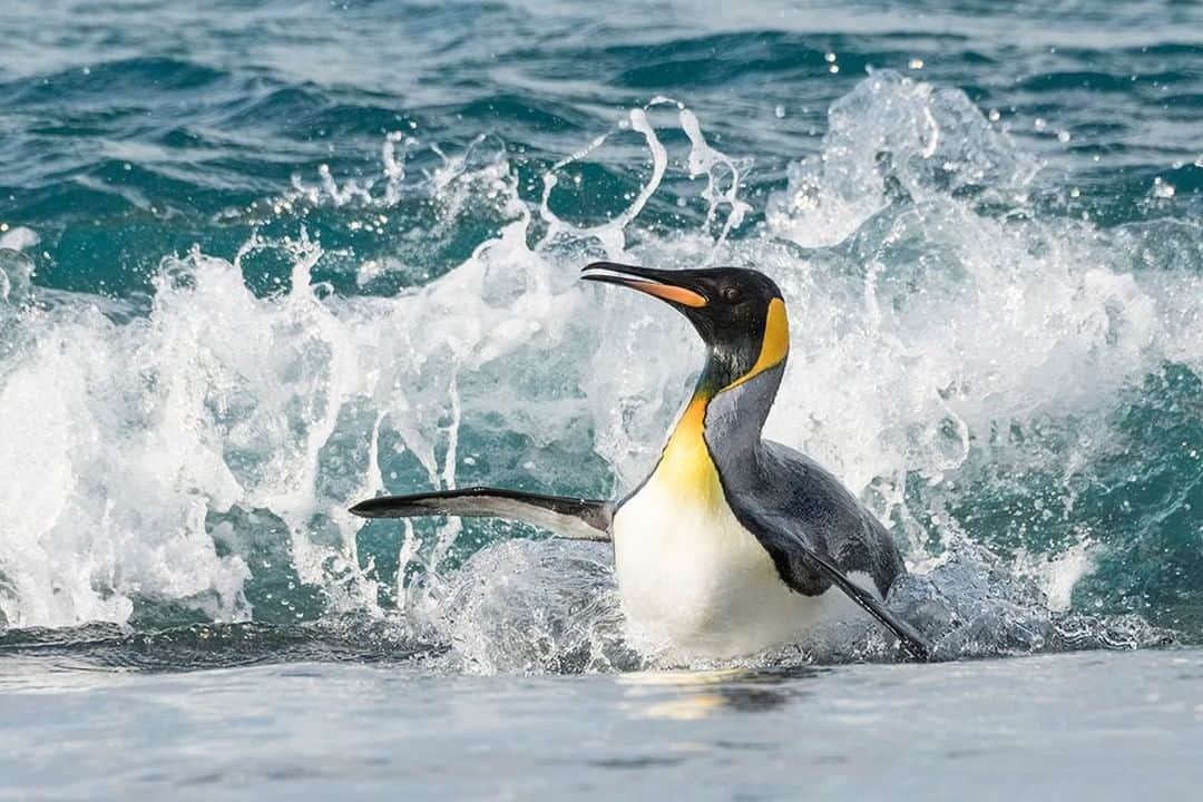 National Geographic Travelさんのインスタグラム写真 - (National Geographic TravelInstagram)「Photo by @daisygilardini | Salisbury Plain on South Georgia Island is home to one of the largest king penguin colonies in the world. I love to spend time on the beach watching the penguins surf the waves in an effort to land graciously on the shore. It always gives me great opportunities for action shots! Follow me @DaisyGilardini for more images and stories behind the scenes. #penguin #southgeorgia #surfing #action」1月29日 22時07分 - natgeotravel