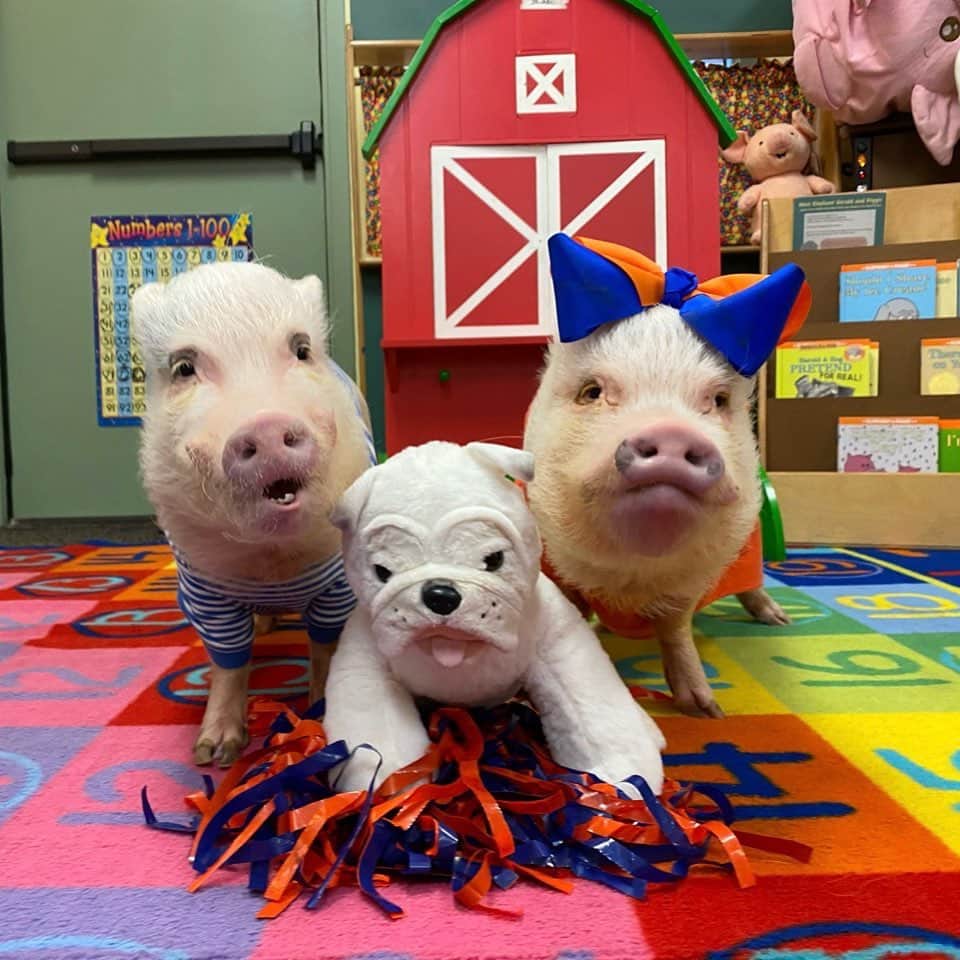 Priscilla and Poppletonさんのインスタグラム写真 - (Priscilla and PoppletonInstagram)「Today is PICTURE DAY at school! Pop and I wore our school colors, and we are practicing this morning with our school mascot. I’m pretty sure we’ve got this mom! 📷🐷🐷#picturepros #teacherspets #firstgrade #pictureday #PrissyandPop」1月29日 22時17分 - prissy_pig