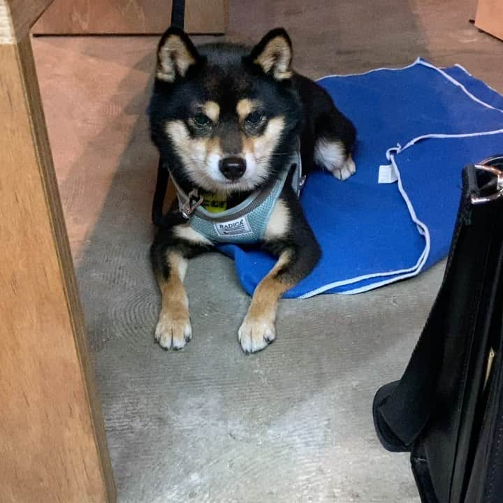 黒豆柴こむぎのグルメインスタ