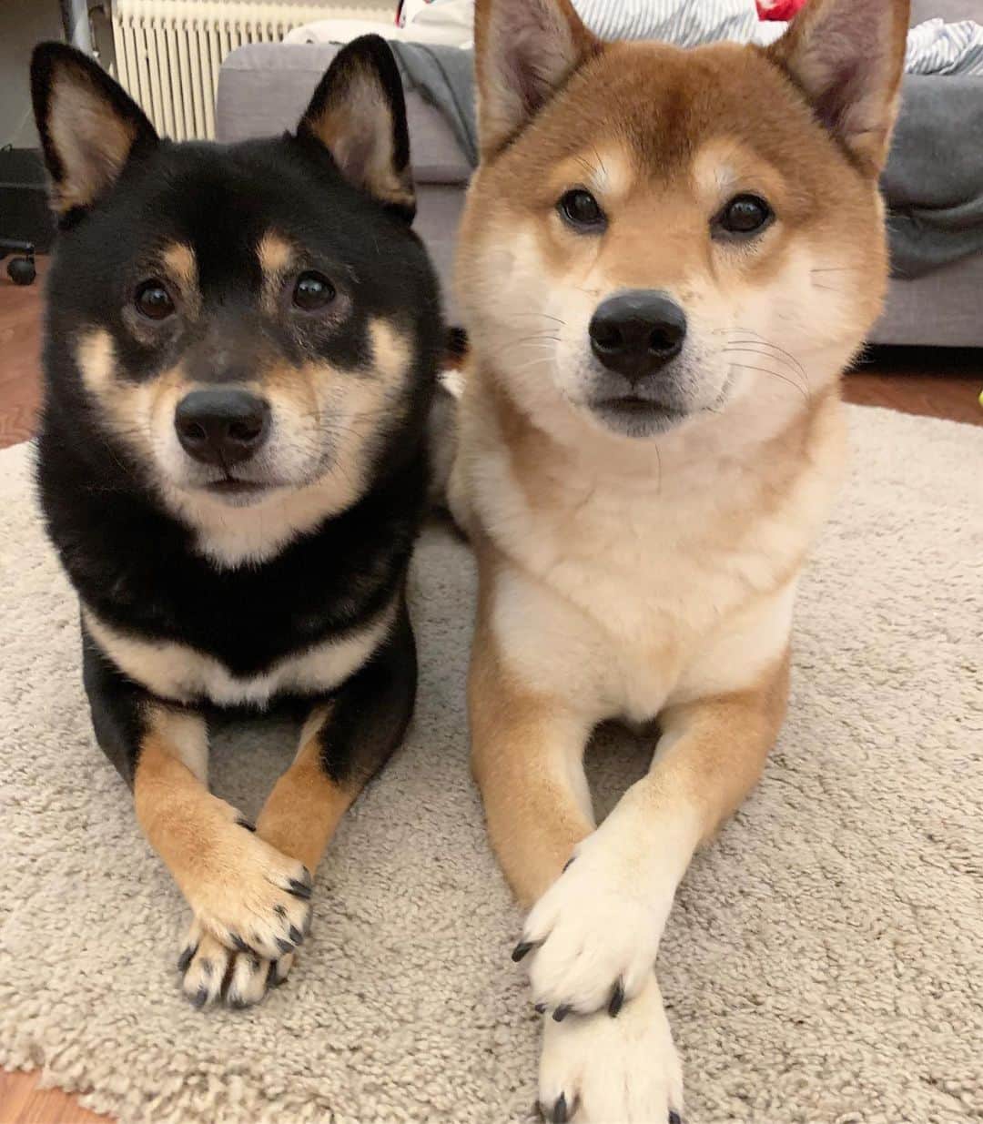 ?Fricko the Shiba Inu?のインスタグラム：「Henlo??? We are ready for treats 🥺🥺🐾 🐾 🐾 #FrickoandKeaton #🐶 #☀️ #shiba #shibainu #dog #柴犬 #赤柴 #黒柴  #adorable #shibalovers #shibaholics  #dogoftheday  #weeklyfluff #aww #dogstagram  #dogscorner #puppiesofinstagram #shibapuppy」