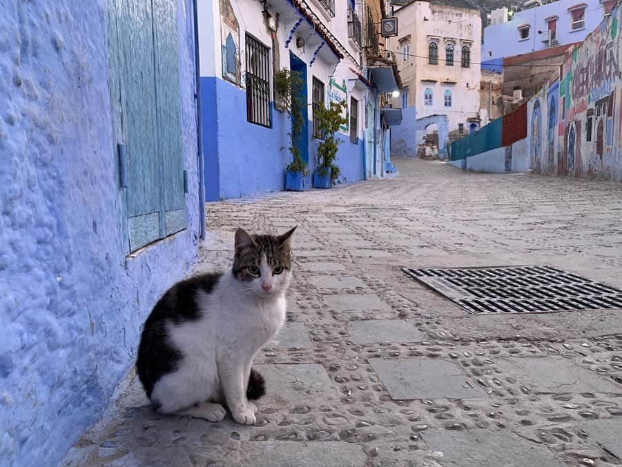 早川茉希さんのインスタグラム写真 - (早川茉希Instagram)「📍Chefchaouen(シャウエン)💙 ・ モロッコの青い街#シャウエン 💙  いつか行ってみたい場所の一つでした❣️ ・ もともと、ベルベル人は虫除けのために 洗濯の部屋を青くしていたのだけど 町をあげて外観を青くしよう！となったのだとか！  最近、ドラマの舞台にもなって 国内でも人気が更に高まっているそうです💕  ここは観光というより街歩きが目的だったので 前日の夜にシャウエン入りして、 朝たくさん写真を撮りながら歩き回って フェズに戻りました！🚙 ・ フェズの観光もこの日しかなかったから、 前日はサハラ砂漠からシャウエンまで遠かったけど 時間捻出のためには良いスケジュールだった🙆‍♀️ 朝イチは人も少なめで街歩きもしやすかったです💙  シャウエンのBab Ssourで食べた エビタコミックスタジン鍋が美味しかった🥺✨ 野菜タジン鍋が続いていたので、 海鮮のタジン鍋は嬉しい😋  #morocco #chefchaouen #モロッコ #モロッコ旅行 #シャウエン #シャウエンブルー #タビジョ #旅行好きな人と繋がりたい #青の世界 #💙 #暖かい季節は植物もあって更に綺麗そう #街歩き #わくわくした #世界の絶景 #無加工 #無加工pic #tabijyo #tabippo」1月29日 14時48分 - maki_hayakawa