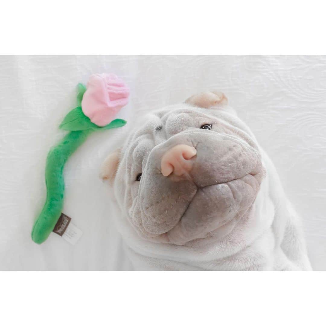 annie&pADdinGtoNさんのインスタグラム写真 - (annie&pADdinGtoNInstagram)「Mr Valentine 🍃🌸 #allineed #myvalentine #lambington #idpetcrew #sharpei #sharpeisofinstagram #sharpeilove #dog #doggo #dogs #barked #instagood #dogsofinstagram #dogsofinsta #weeklyfluff #wrinkles #flower #dogtoy #iloveyoutothemoonandback This cute toy flower comes in a pack of 3 and you can find them at @idpetaustralia - discount code LAMBYBUTLER15」1月29日 14時56分 - anniepaddington