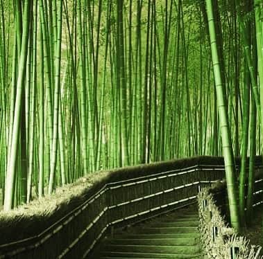 のインスタグラム：「Non solo un incanto da vedere ma una meraviglia sonora in questa foresta situata nel distretto di Arashiyama, a 30 minuti di treno dal centro di Kyoto. Il sentiero, che si può percorrere a piedi o in risciò, conduce all’interno di una foresta di bambù. Un soffio di vento che attraversa queste solide e sinuose canne e prende inizio il magico concerto della natura, sia che ad assistere ci sia un grande pubblico oppure nessuno la foresta non se ne cura e suona la poesia del vento... #aria #ambiente #cambiamento #energia #vibrazionale #vento #suono #gratitudine #flauto #bansuri #memoria #musica #sentimenti #strumentiafiato #vibrazioni #fiati #energia #meditazione #bambù #spiritualità」