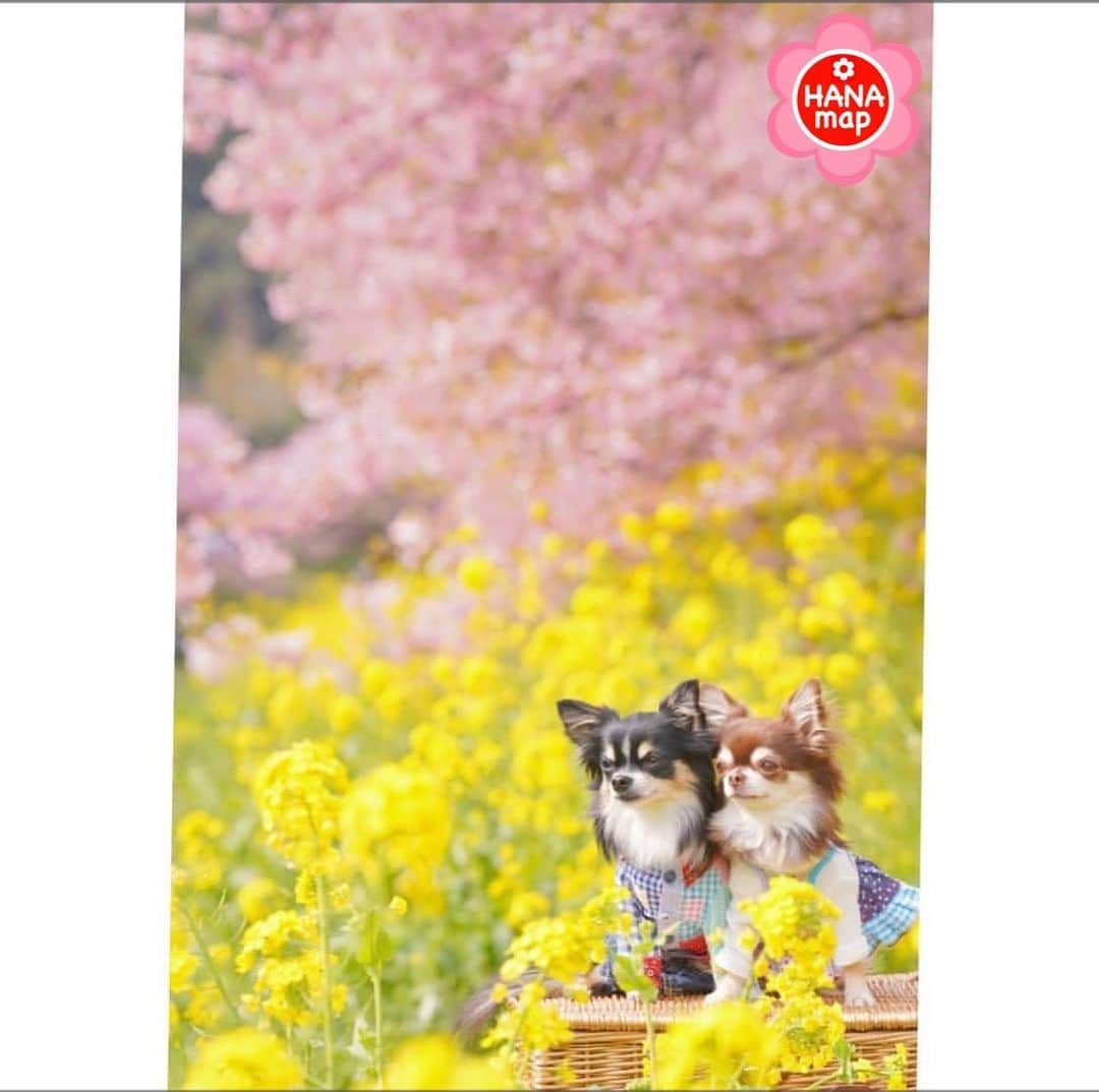 はなまっぷ❁日本の花風景さんのインスタグラム写真 - (はなまっぷ❁日本の花風景Instagram)「🌸😊みんなではなまっぷ😊🌸 * @kotamama1115 さんの  花のある風景に花まるを💮✨ * 静岡　#河津桜 Shizuoka Pref. * photo select by @iphone_de_camera さん💮✨ ＆はなまっぷ * 素敵なお写真をありがとうございます🌸 * みなさんに選んでいただいた素敵なお写真を季節に関係なくご紹介しています🌸 * 🌸😊みんなで　はなまっぷ😊🌸 ご応募は簡単、「#はなまっぷ」のタグの中から素敵なお写真を発見したら（過去に投稿された素晴らしいお写真もOK）@minna_de_hanamap 宛に撮影者の方のIDが分かる様にDMでスクショ等をお送りください。 発見者の方のIDも明記して（匿名可）、はなまっぷでご紹介させていただきたいと思います🌸 お花畑の管理人様や企業様によるご自身のお花畑のセレクトも大歓迎です。 多くの方にお送りいただいた場合や諸事情により全てのお写真をご紹介出来ないかもしれませんがお力添えいただければ嬉しいです🙇‍♀️どうぞよろしくお願いします🌸」1月29日 15時40分 - hanamap