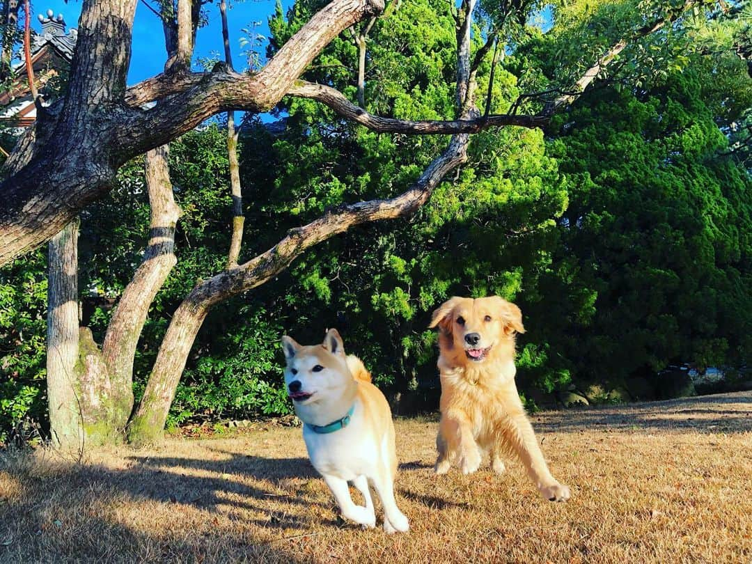 篠原信一さんのインスタグラム写真 - (篠原信一Instagram)「雨が止んだワン♪ ニコ行くぞ❗️ついて来い🐕💨 小鉄兄ぃ〜了解だワン🦮💨 走り回るのはいいけど...足にお腹に泥だらけ😭 #柴犬 #しばいぬ #ゴールデンレトリバー #小鉄とニコの大冒険  #shibainu #goldenretriever #いぬすたぐらむ #いぬのいる暮らし #犬との暮らし」1月29日 16時57分 - kotetu__niko