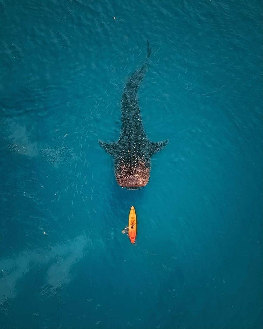 Discover Earthさんのインスタグラム写真 - (Discover EarthInstagram)「What would be your reaction if you saw this in the middle of ocean? 🇵🇭 — 📍 #DiscoverPhilippines — 📸 Photo taken by @spathumpa」1月29日 17時02分 - discoverearth
