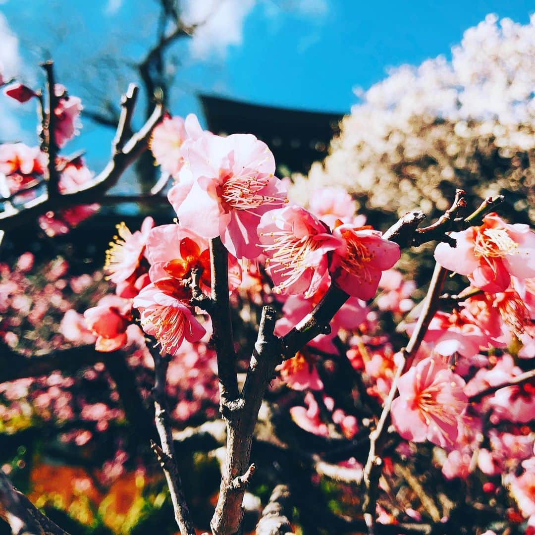 平野ノラさんのインスタグラム写真 - (平野ノラInstagram)「🌸🌸🌸 #三島大社」1月29日 17時42分 - noranoranora1988