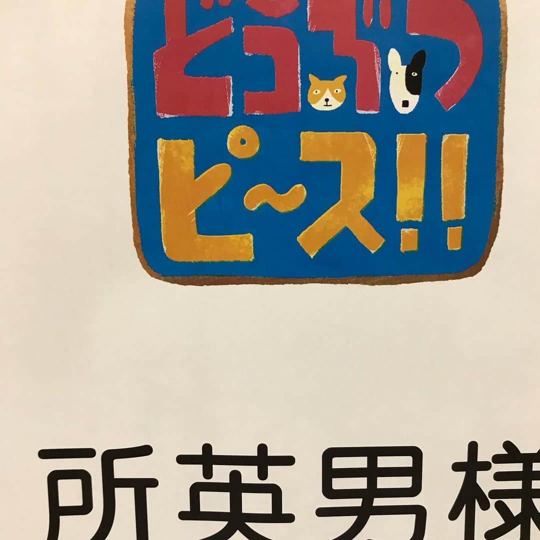 所英男さんのインスタグラム写真 - (所英男Instagram)「‪テレビ東京「どうぶつピース‼︎」‬ @mochimaru1056 ‪もちまると出演させて頂きました！‬ ‪【1月30日(木)夜6:25〜】放送‬ ‪「どうぶつピース‼︎‬ ‪天才犬＆子猫の癒し映像大連発ＳＰ」‬ ‪"坂道もってこいボール"に出演！‬ ‪もちまる、がんばりました^ ^‬ ‪#どうぶつピース #テレビ東京 #愛犬 #犬　#猫 #癒し‬」1月29日 18時36分 - tokorohideo